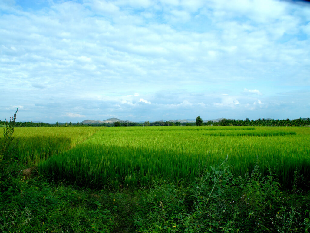 Peterson, Clyde, 3 jpg, Rice Fields, India